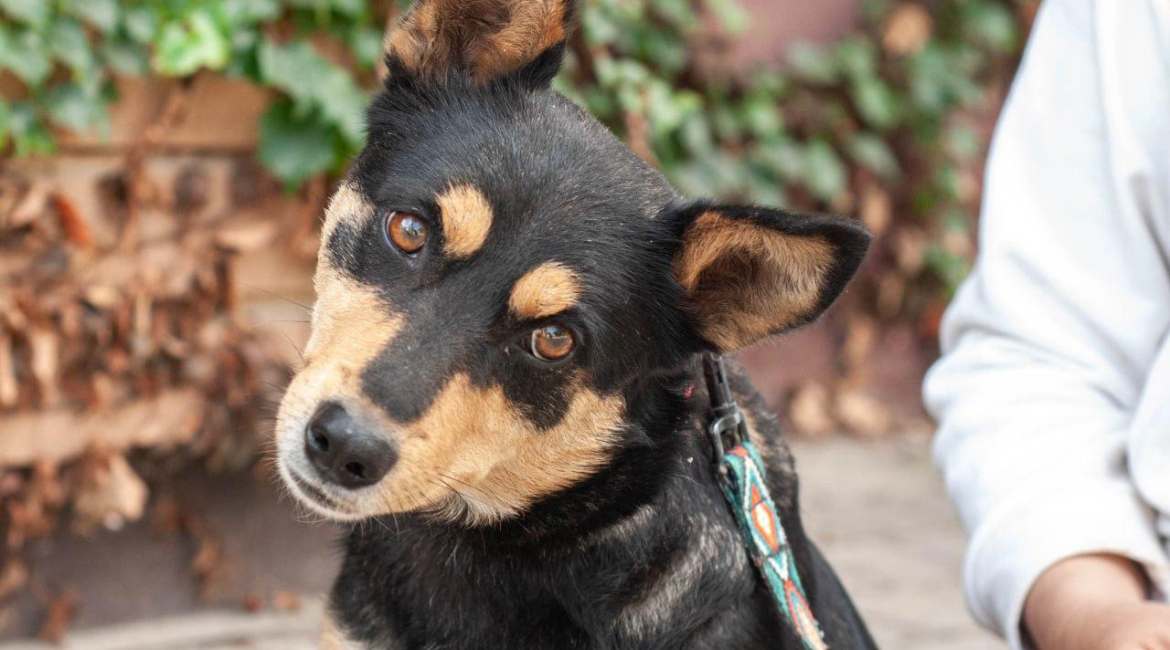 Chiens à adopter